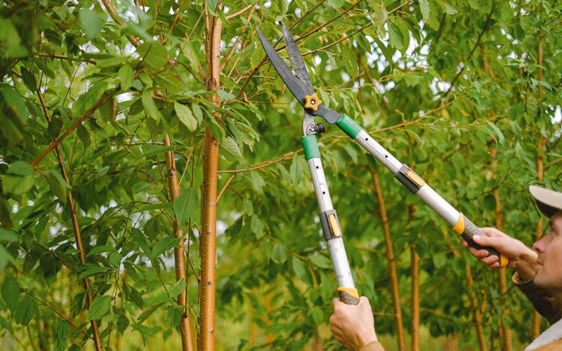 Tree trimming in Shelburne Falls, MA